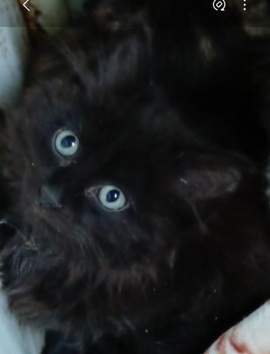 Котята мальчики и девочки