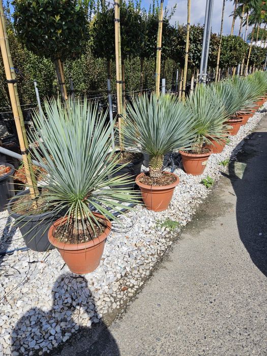 Vindem yucca de mai multe specii