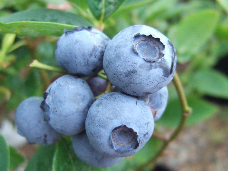 Боровинка (Синьо Злато)/Vaccinium Blue gold