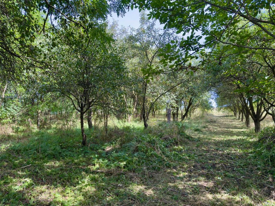 Proprietar - Teren intravilan 4.300 mp + casa veche Suatu cu livadă