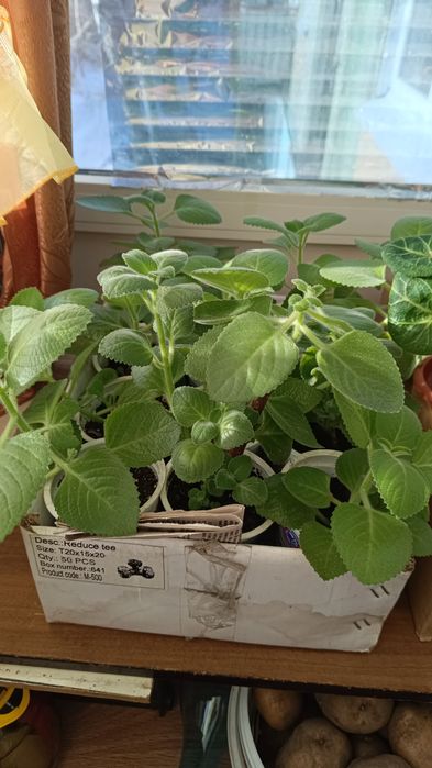 Продам комнатные цветы недорого.