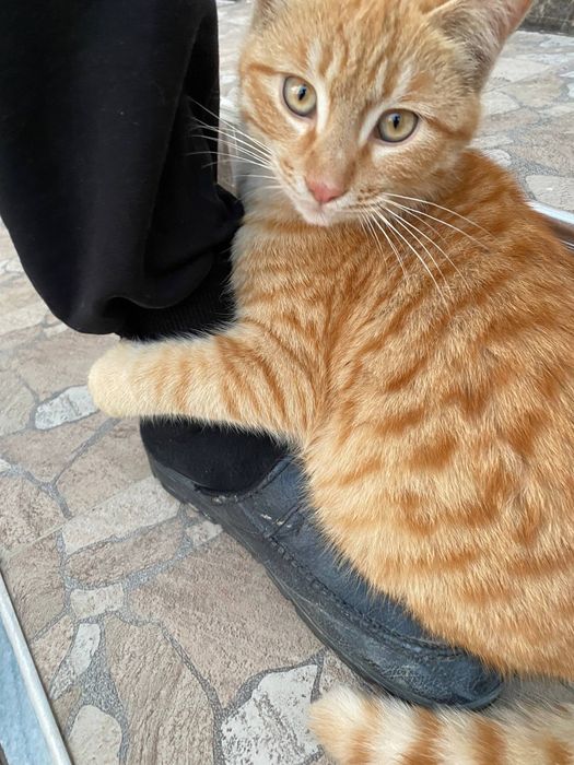 Продается котята