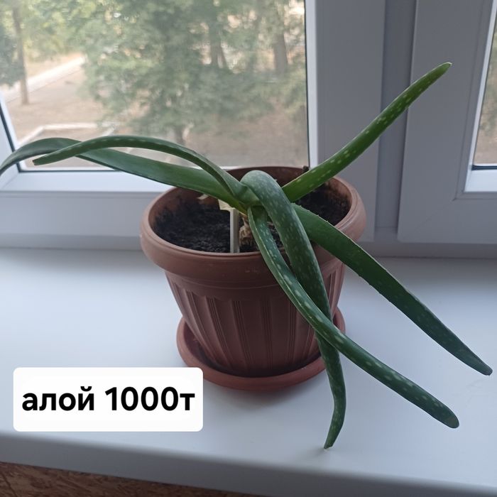 Комнатные цветы разные