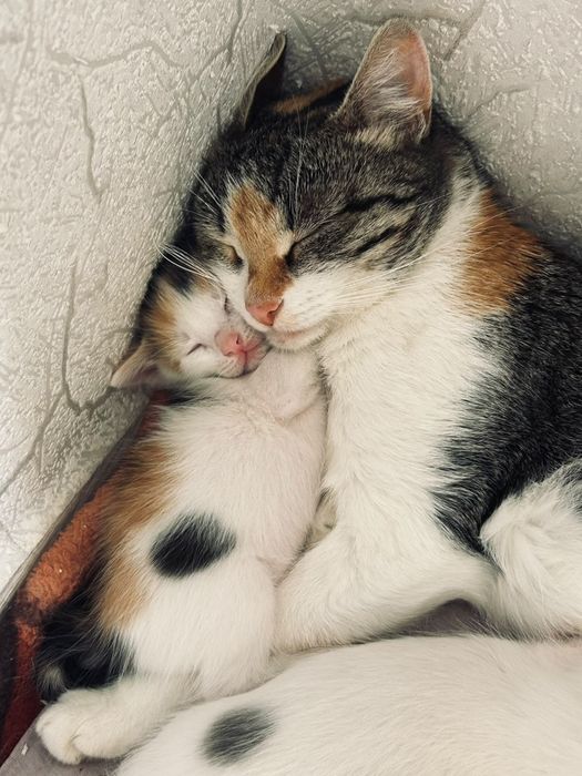 Отдам даром котят в добрые руки