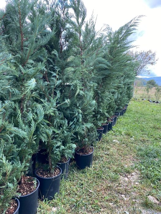 Leylandii de Gard Viu la Ghiveci