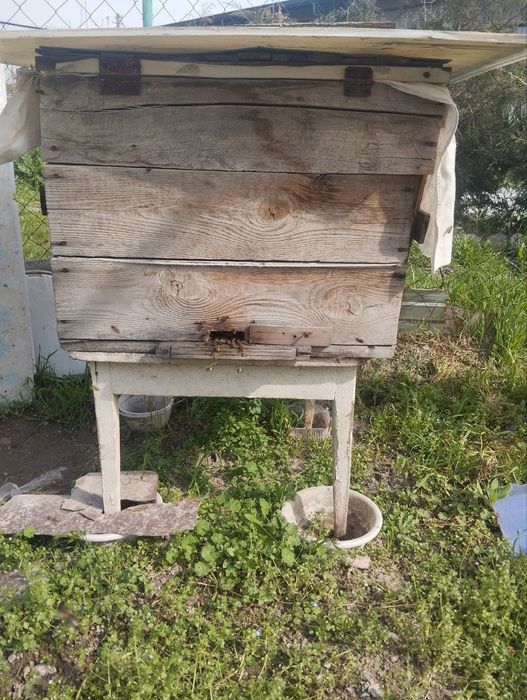 4 Ramkali 2ta oila Kuchli Asalarilar Oilasi Sotiladi ,Ona Ari Bilan