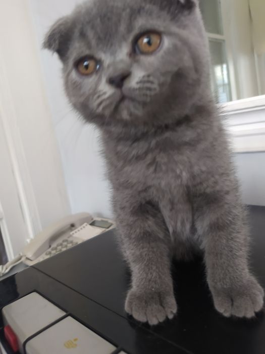 Katta sik va kichik osiyolik