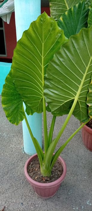 Fil quloq guli tabiiy  manzarali gul 3 ta 2tasi kichik tuvakda 1 katta