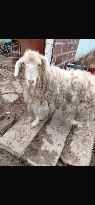 Коза коёл ешкi продам