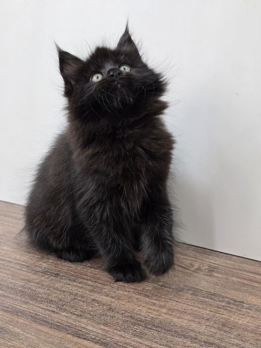 Мейн-кун девочка