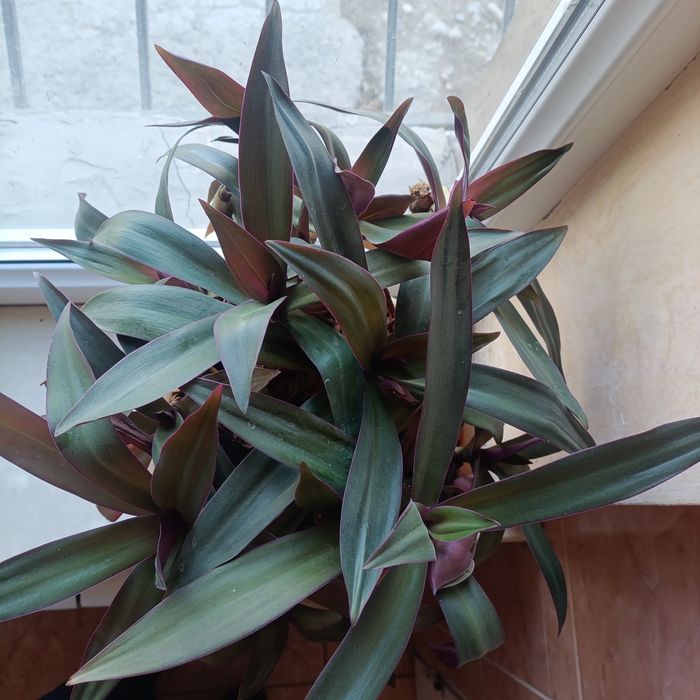 Рео традесканция