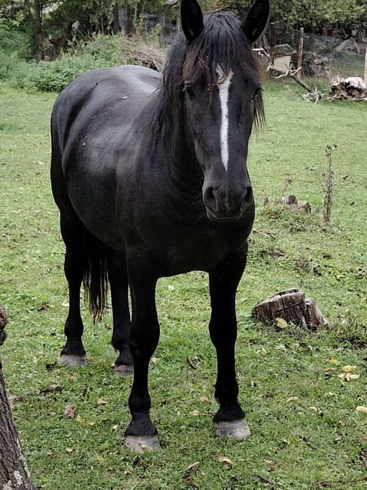 Vând mânz de 2 anii metis de frizian