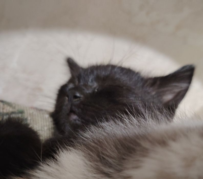 Милые котят ищут дом