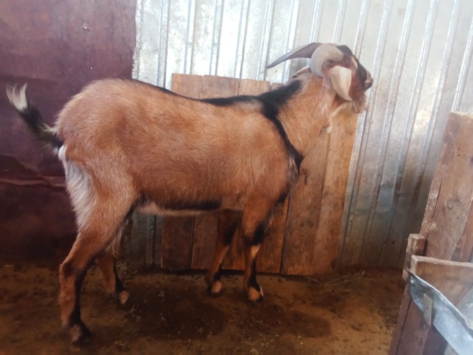 Теке сатылады. Продается козёл.