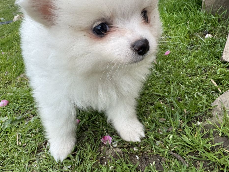 Мини померани