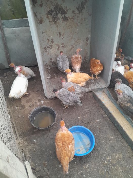 Pui de vânzare, 3 luni, preț negociabil.