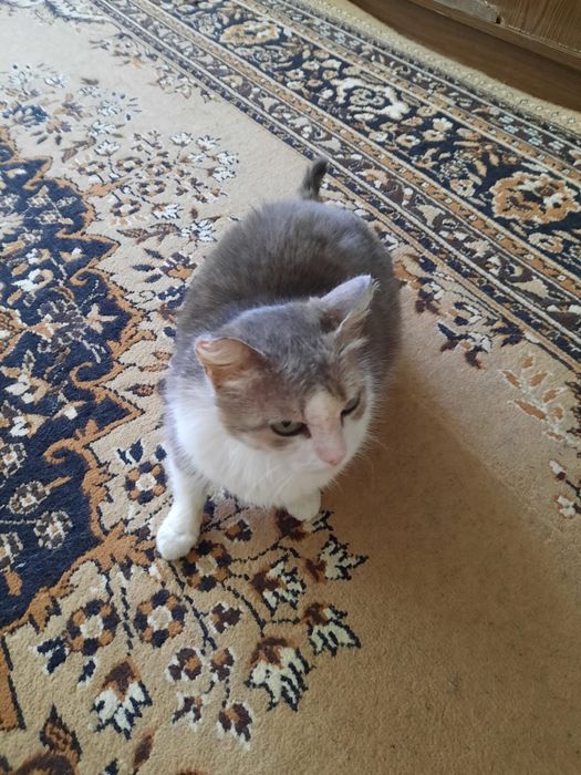Кошечка в доьрые руки