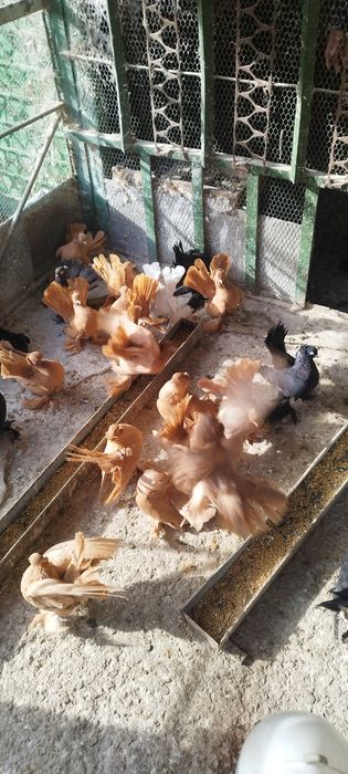 Продавам ростовски гълъби.