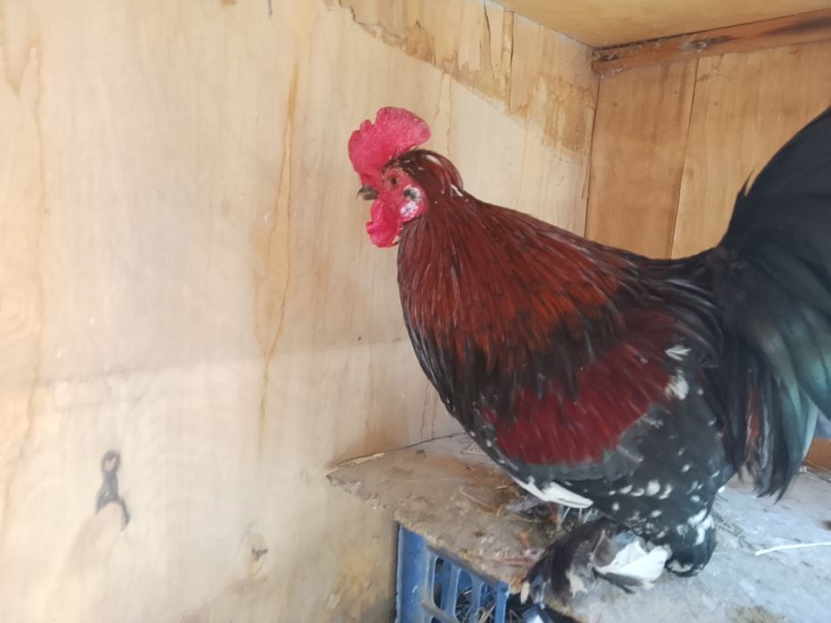 Хороший японский петух