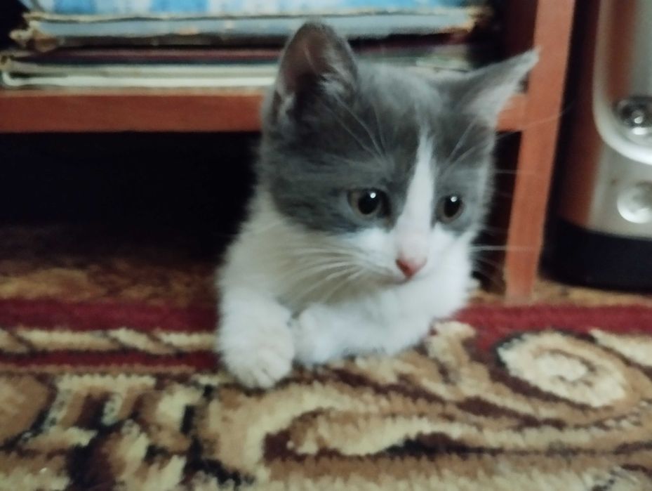 Девочка котёнок в добрые руки