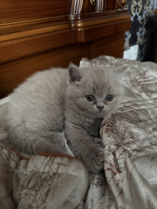 Шотланские котята