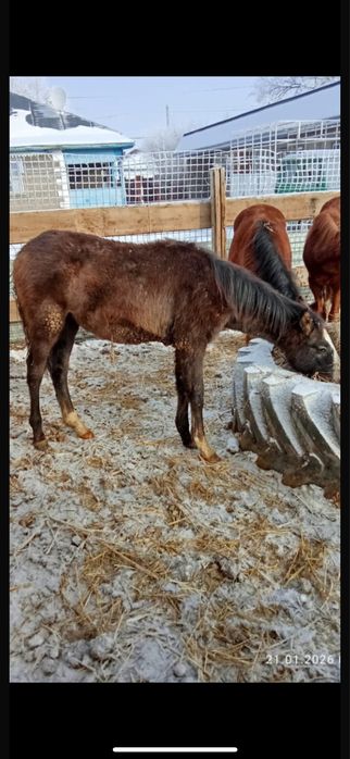 Таза кан тай сатылады