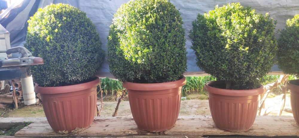 Shamshod sotiladi 8 yillik