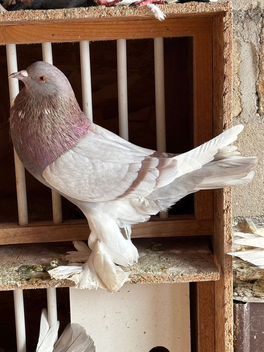 Femelă gușat de Pomerania