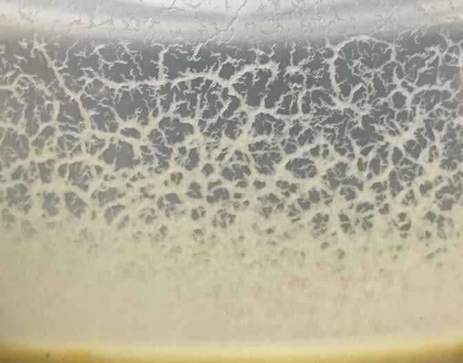 Pachete plante acvariu | Hrană vie | Moss | Riccia | Bucephalandre |