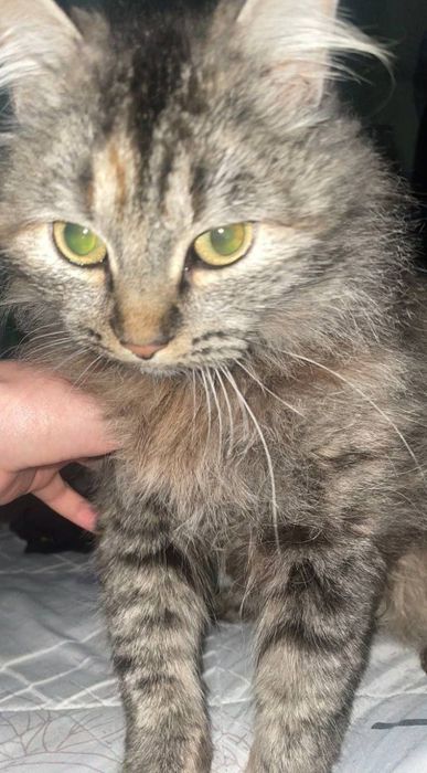 Sibir mushuk sotiladi