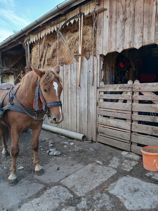 De vânzare o mânzā de doi ani