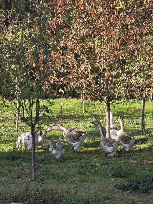 Продавам лебедови гъски 40 евро