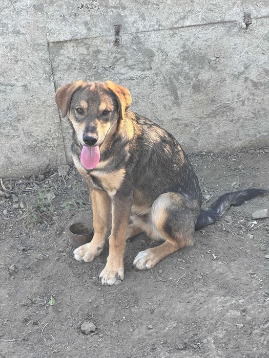 Подарявам кучета спешно в чудесно здраве с ваксини