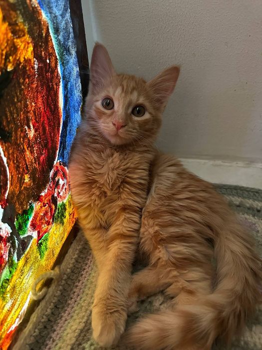 Пристраиваются котята. Домашние.