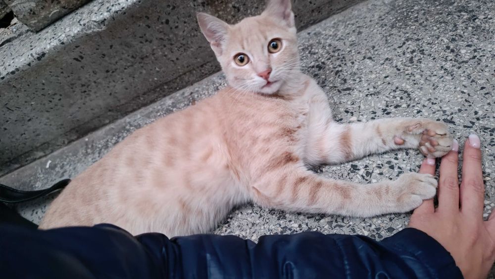 Подарявам котенце