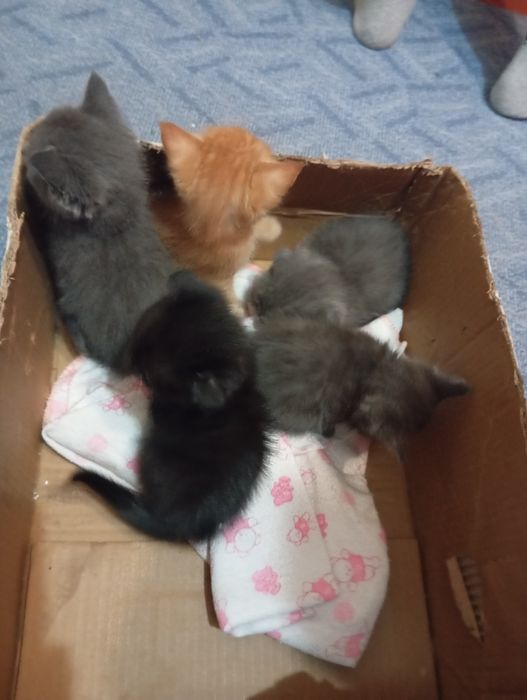 Отдам котят даром