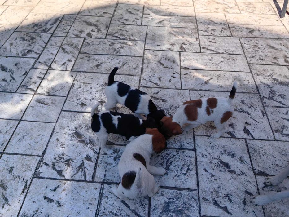 Продавам   фокстериери