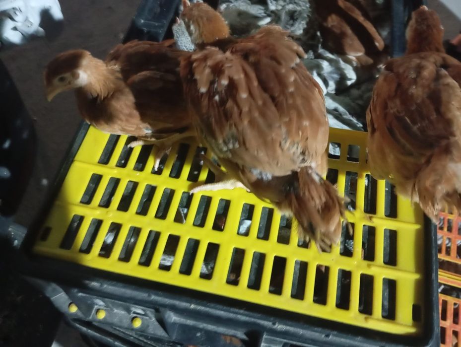 Pui alb de carne și rasa mixta