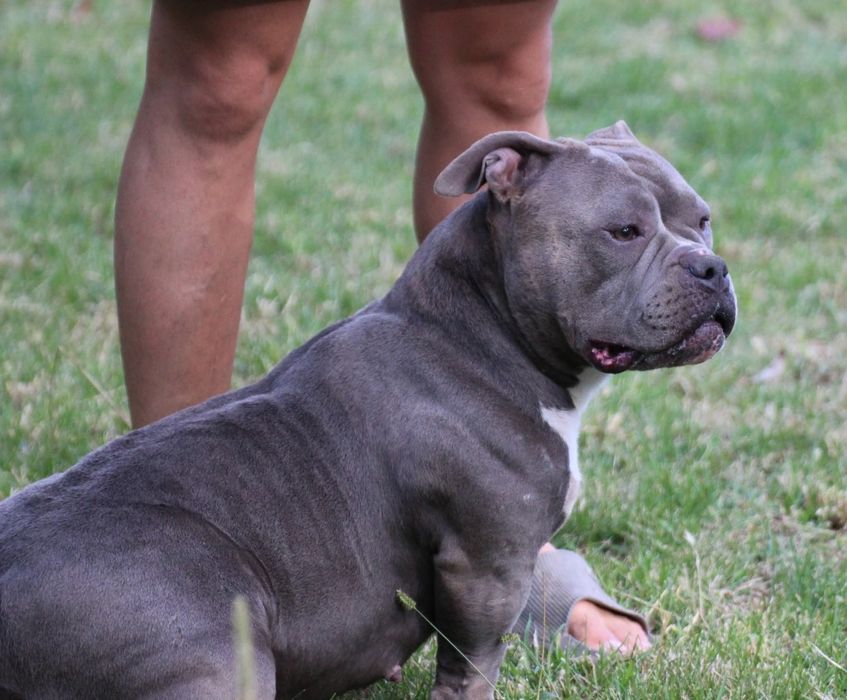 Femela American Bully pocket, BigDogs Romania bloodline