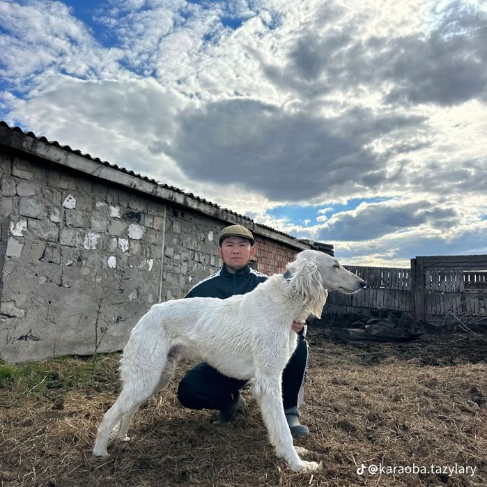 Продам щенков тазы