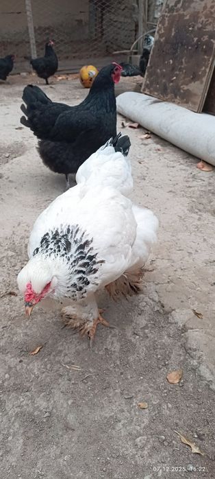 Палевый ва светлый брамалар сотилади, продаю палевые и светлые брамы