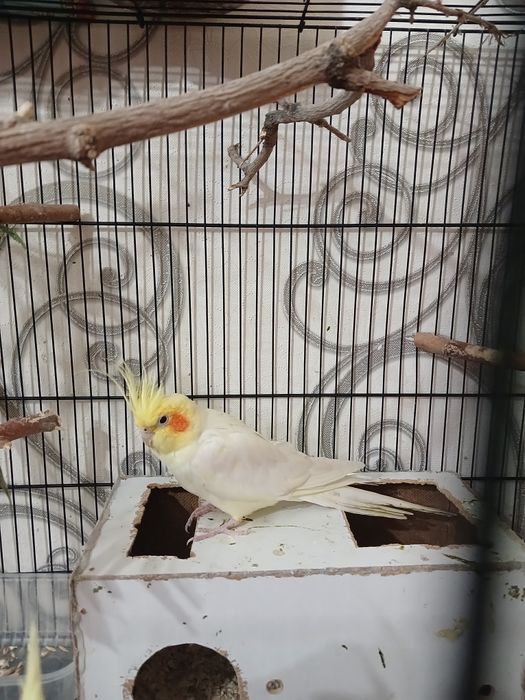 Продам кареллу мальчик 10000