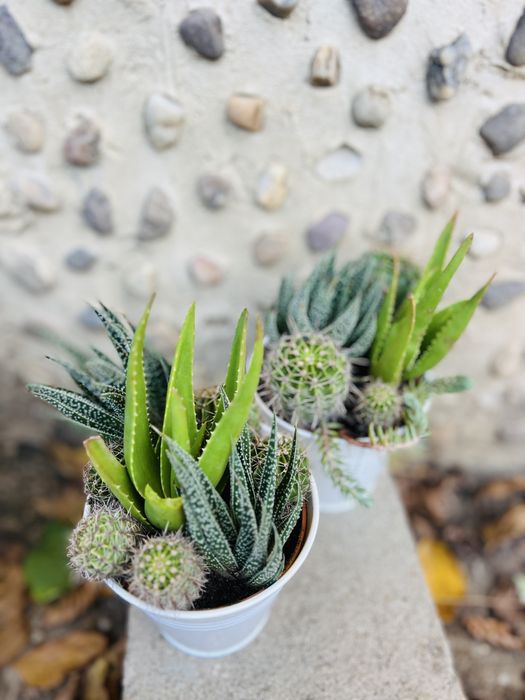 Mix plante suculente