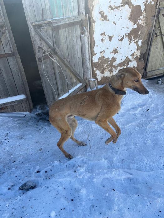 Продам грейхаунда мальчик