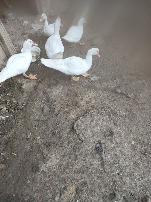 Animale de casa domestice