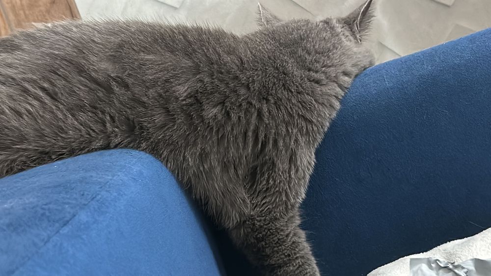 Отдам кота в добрые руки