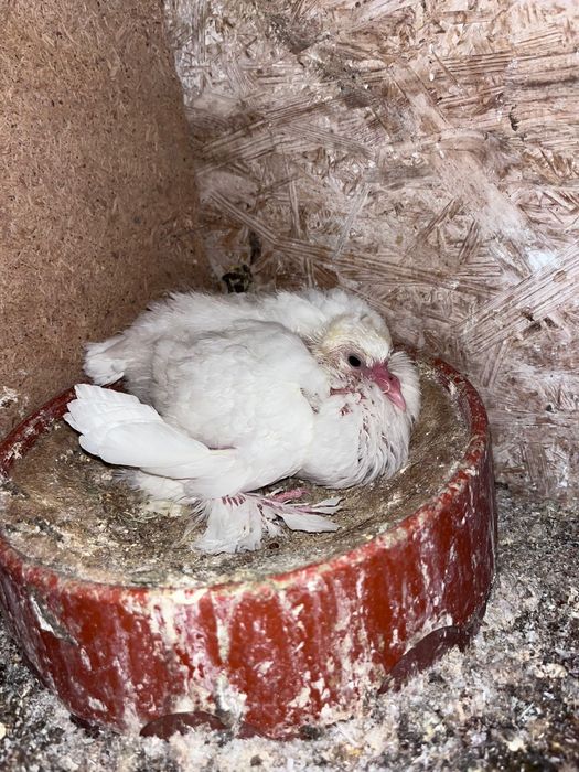 Porumbei voltati indieni