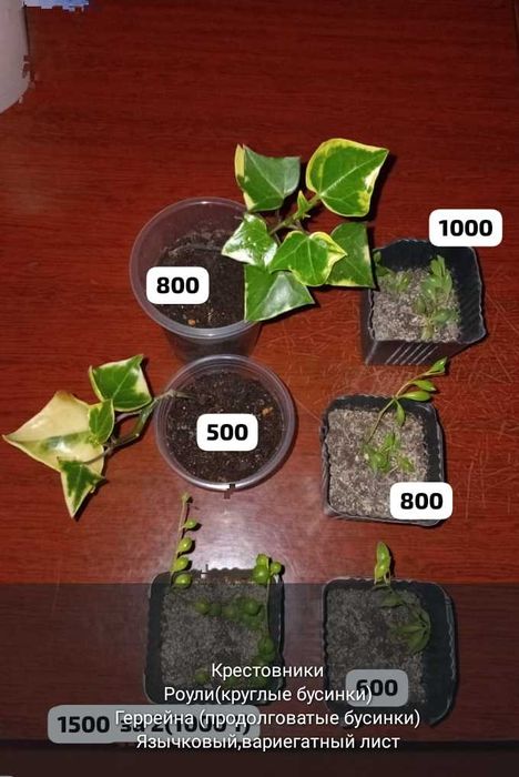 Суккуленты разные,укореняшки,срезы..