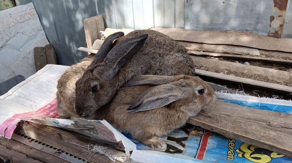 Продам крола ,серый великан.