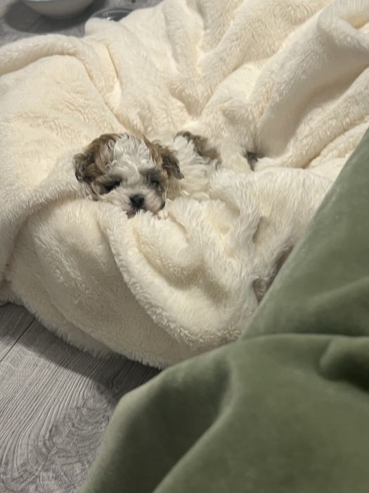 Vand pui de shih tzu